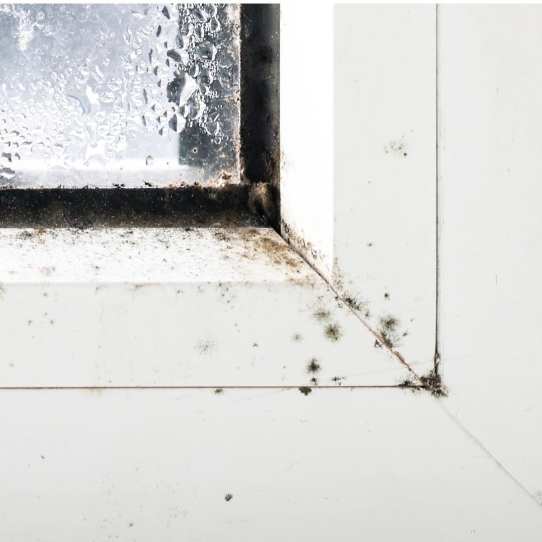Mold-infested window before treatment